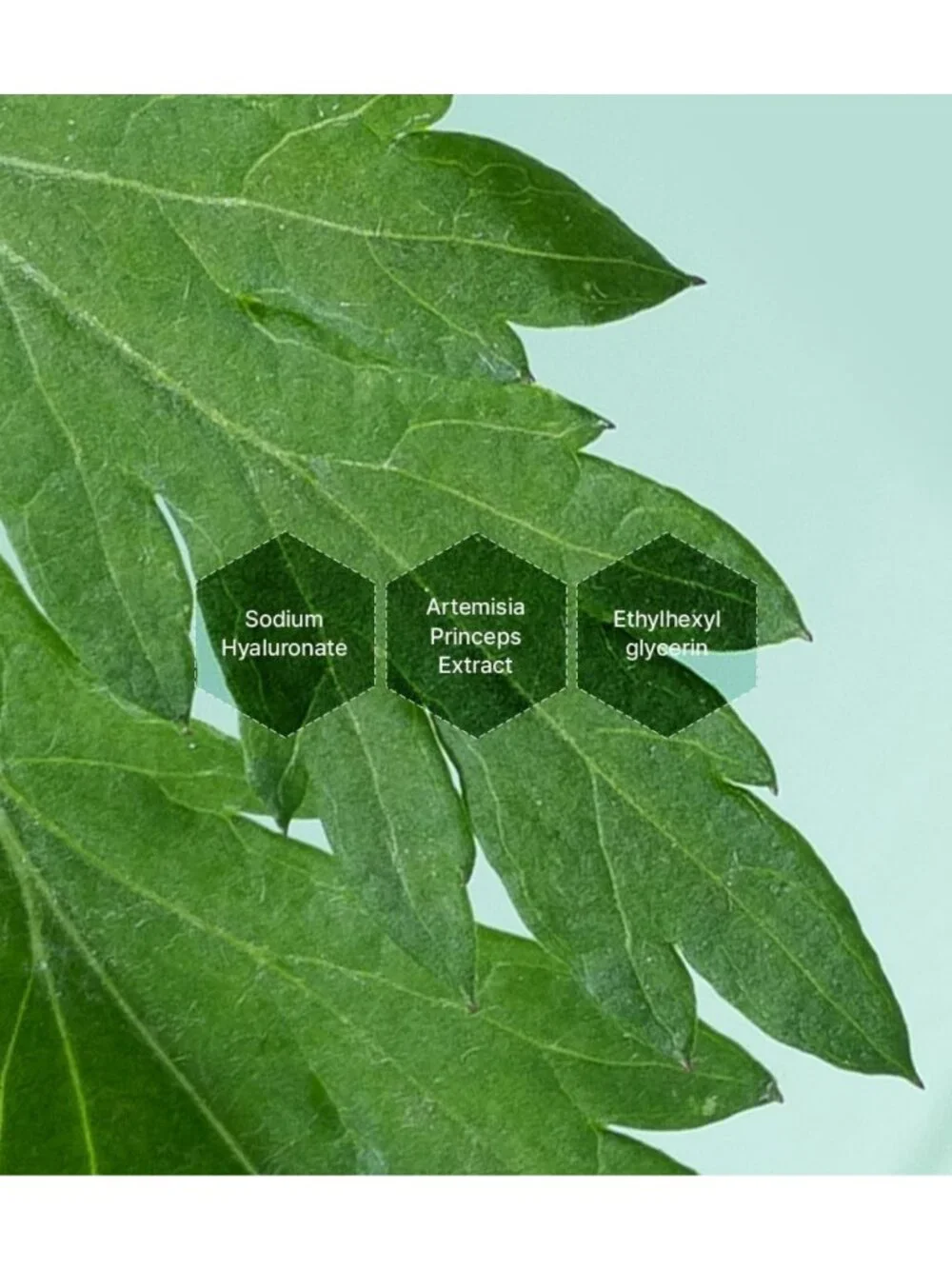 Deep Calming Mugwort Essence for Sensitive Skin | Hydrating & Balancing Vegan